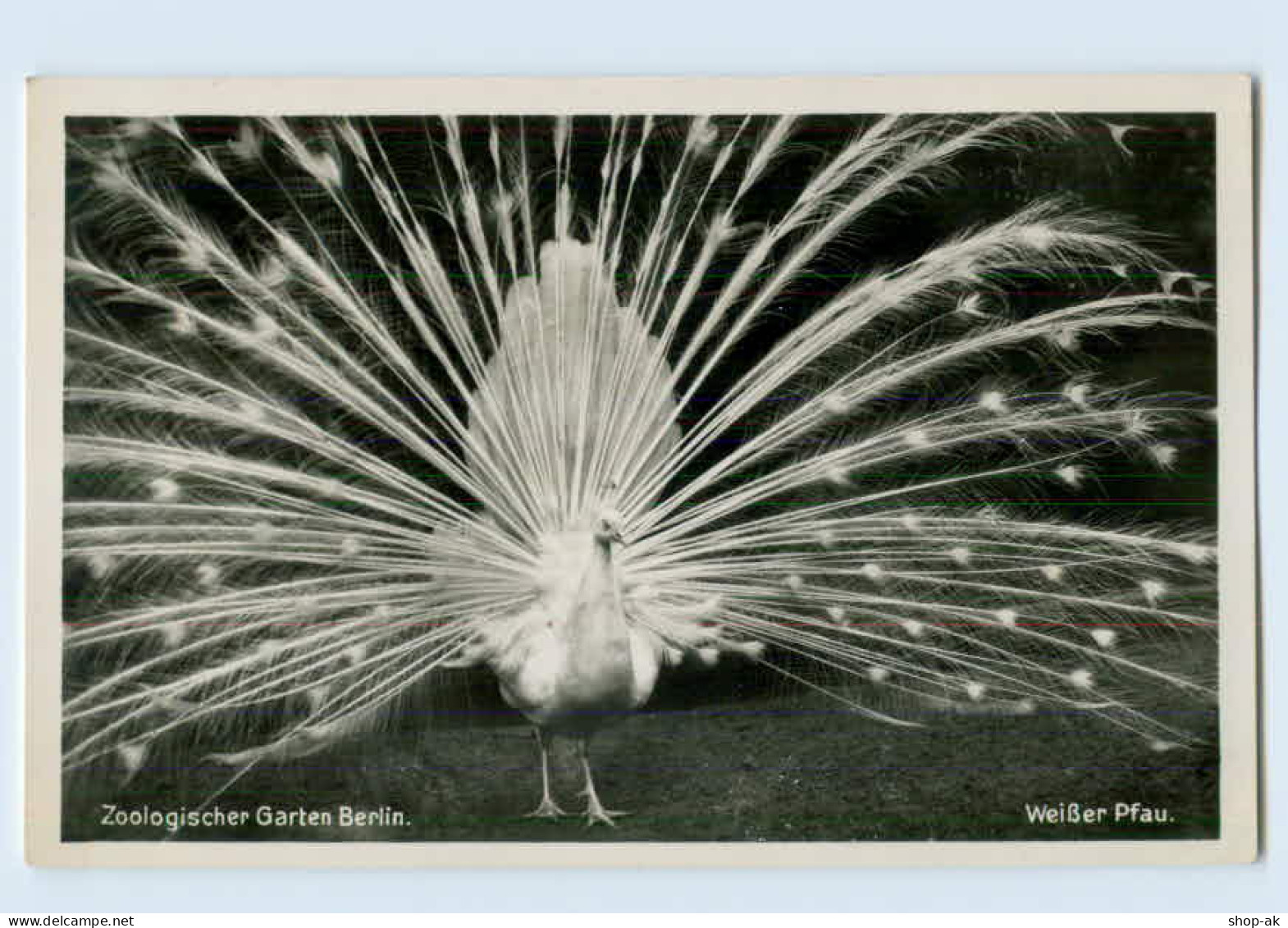 X1C13/ Berlin Zoologischer Garten  Weißer Pfau  Foto AK Ca.1935 - Spandau