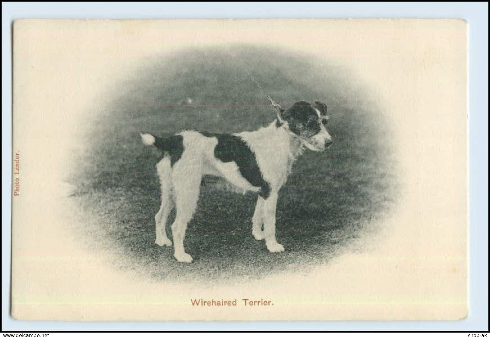 W6T00/ Wirehaired Terrier Schöne Hunde AK Ca.1912 - Chiens