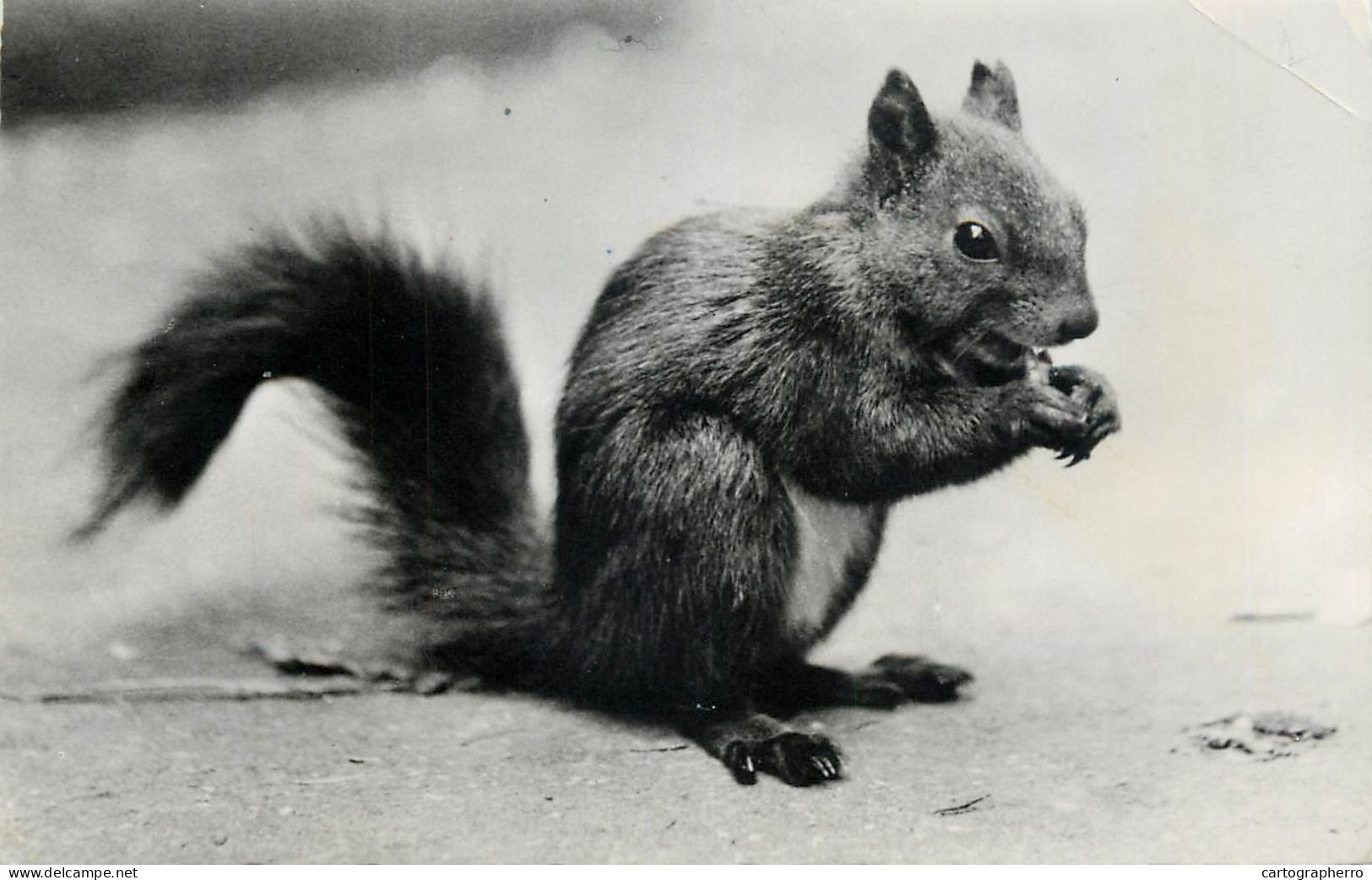 Postcard Switzerland Animal Squirrel Davos 1963 - Other & Unclassified