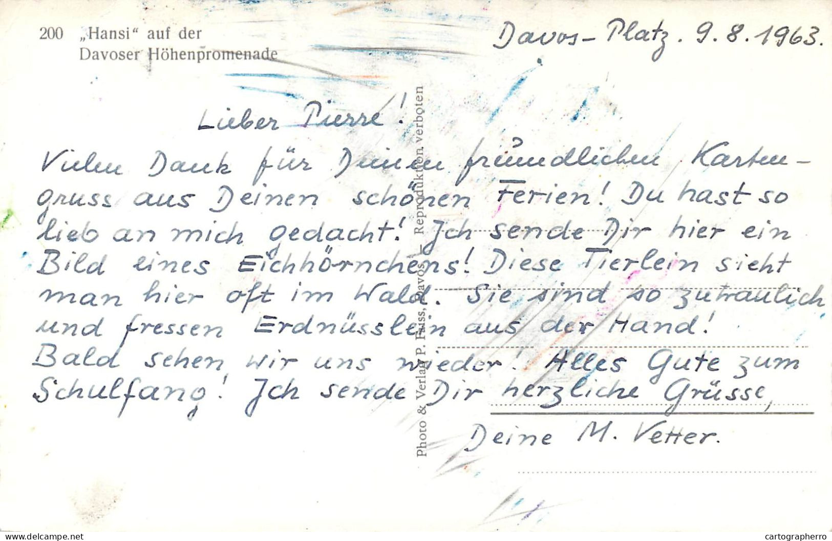 Postcard Switzerland Animal Squirrel Davos 1963 - Other & Unclassified