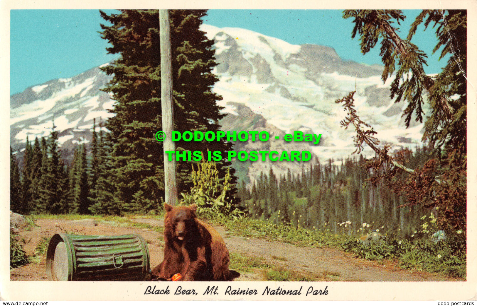 R520680 Mt. Rainier National Park. Black Bear. Rainier National Park Co. Bob And - Monde