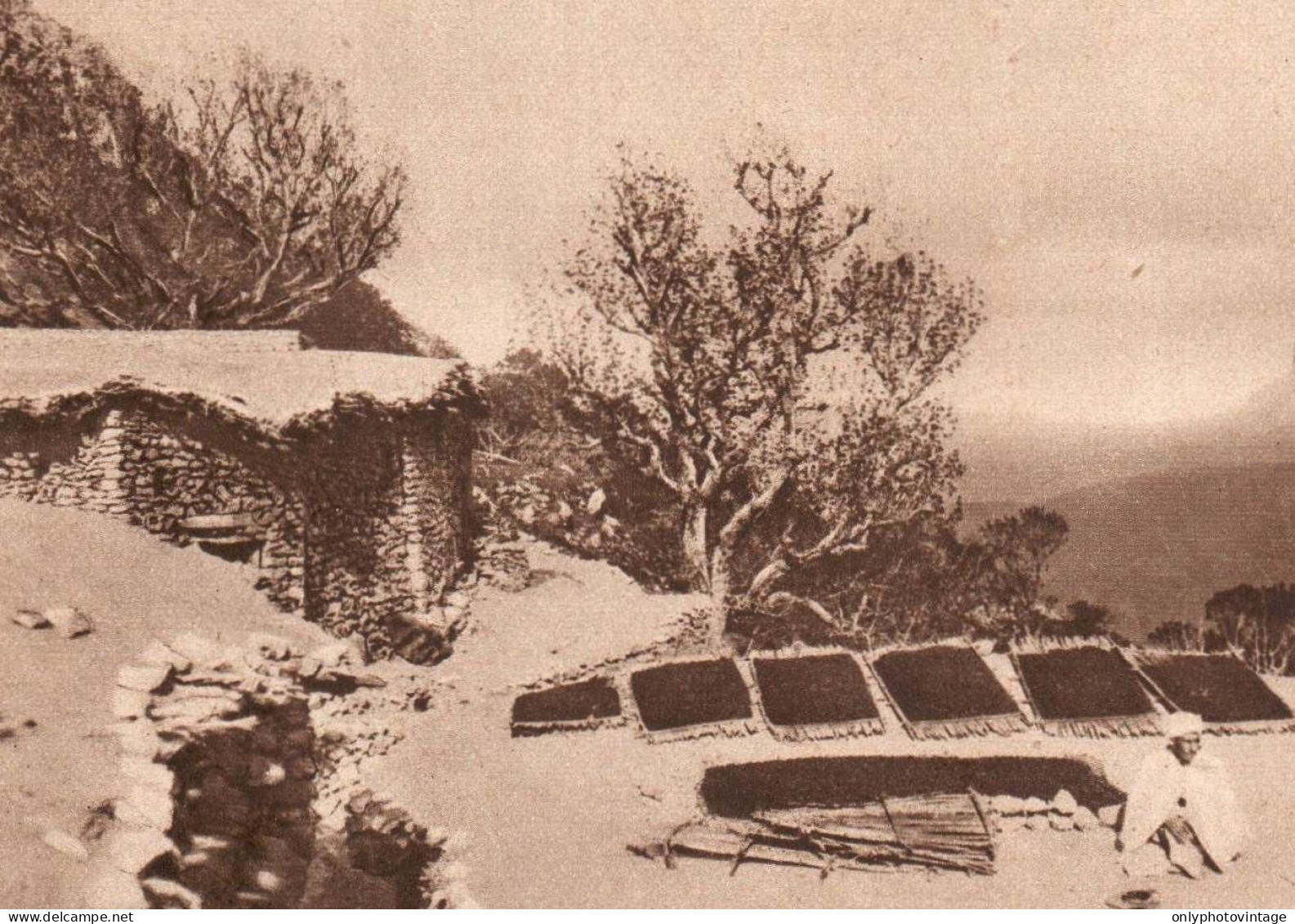 Algerie 1934, Au Houriet, Séchage Des Olives Sur Les Toits, Stampa Epoca - Estampes & Gravures