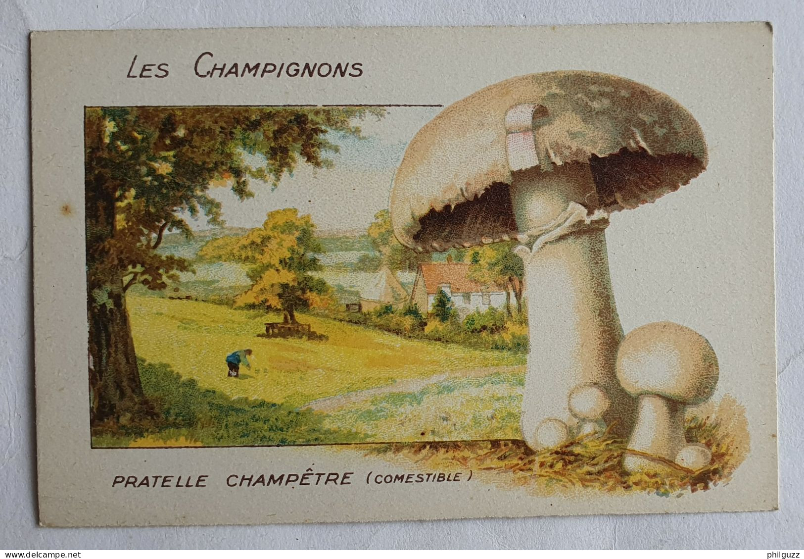 CHROMO CHAMPIGNON LES CHAMPIGNONS PRATELLE CHAMPETRE - Other & Unclassified