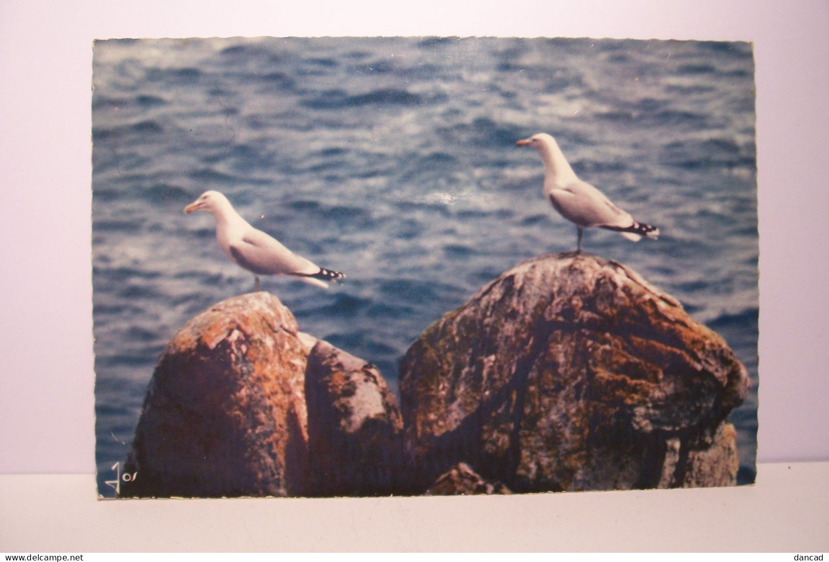 OISEAUX DE BRETAGNE  - GOELANDS  ARGENTES - Vogels