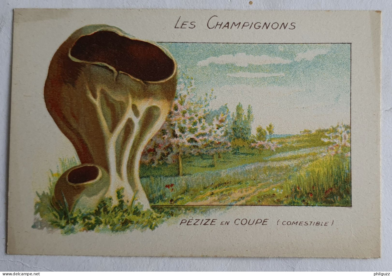 CHROMO CHAMPIGNON LES CHAMPIGNONS PEZIZE EN COUPE - Autres & Non Classés