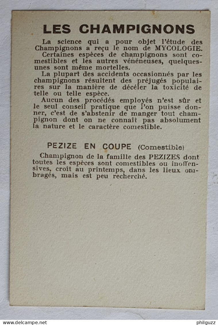 CHROMO CHAMPIGNON LES CHAMPIGNONS PEZIZE EN COUPE - Otros & Sin Clasificación