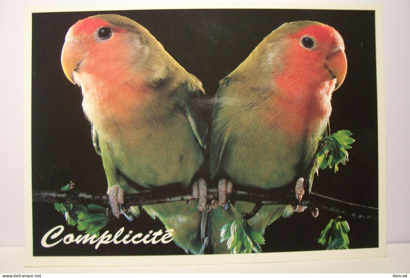 OISEAUX   - INSEPARABLE  - COMPLICITE - Vogels