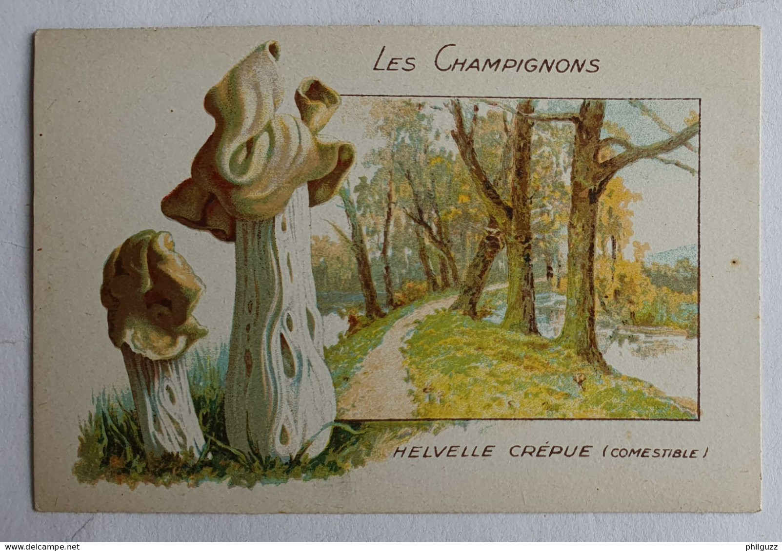 CHROMO CHAMPIGNON LES CHAMPIGNONS HELVELLE CREPUE - Autres & Non Classés