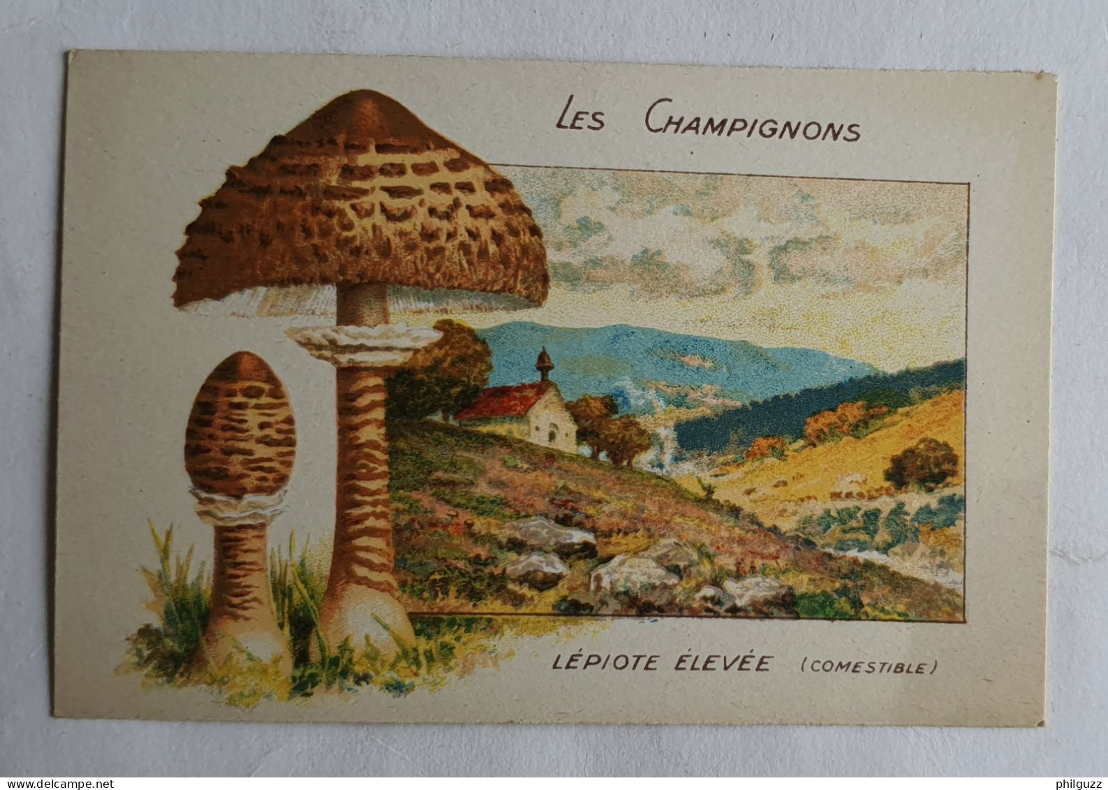 CHROMO CHAMPIGNON LES CHAMPIGNONS LEPIOTE ELEVEE - Andere & Zonder Classificatie