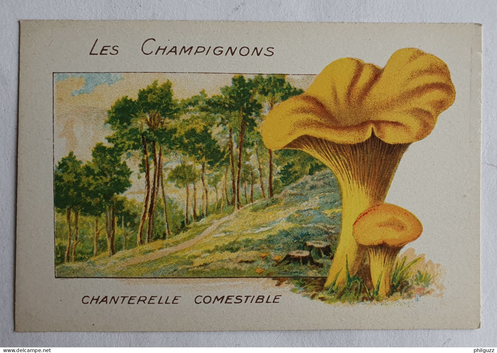 CHROMO CHAMPIGNON LES CHAMPIGNONS CHANTERELLE - Sonstige & Ohne Zuordnung