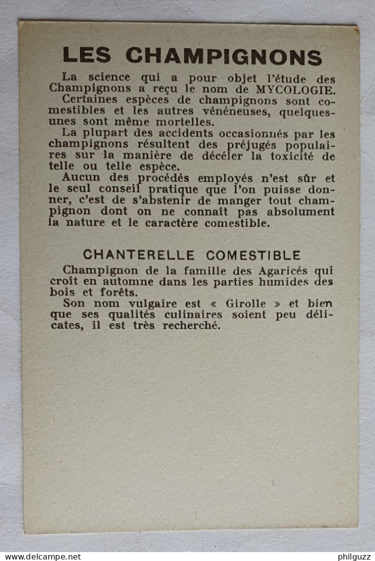 CHROMO CHAMPIGNON LES CHAMPIGNONS CHANTERELLE - Autres & Non Classés