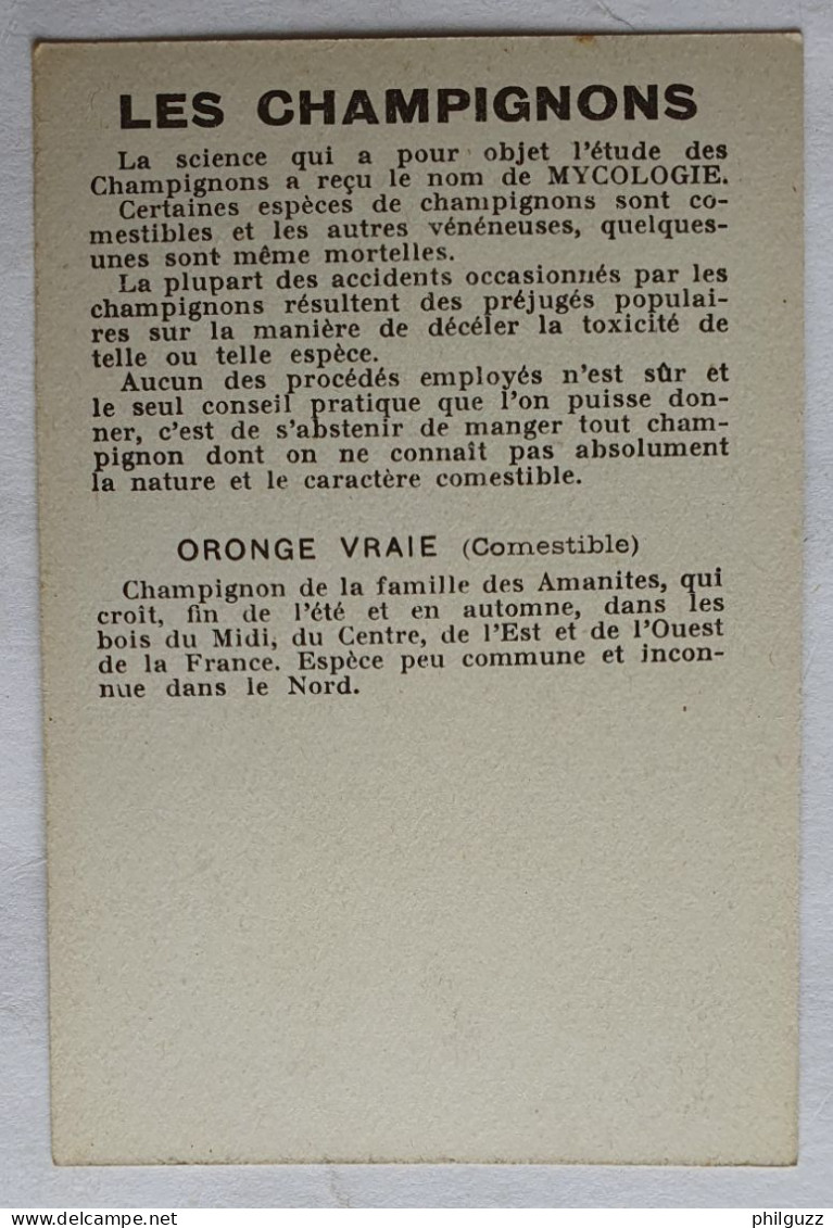 CHROMO CHAMPIGNON LES CHAMPIGNONS ORONGE VRAIE - Autres & Non Classés