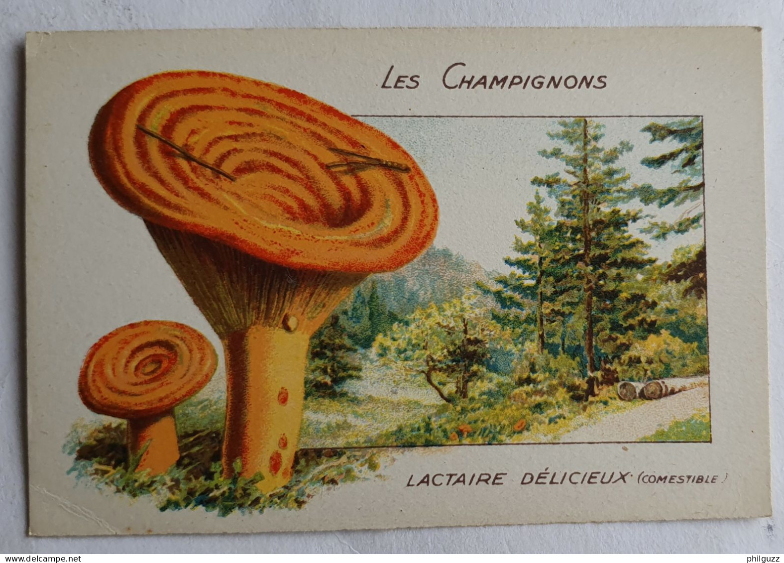 CHROMO CHAMPIGNON LES CHAMPIGNONS LACTAIRE DELICIEUX - Autres & Non Classés