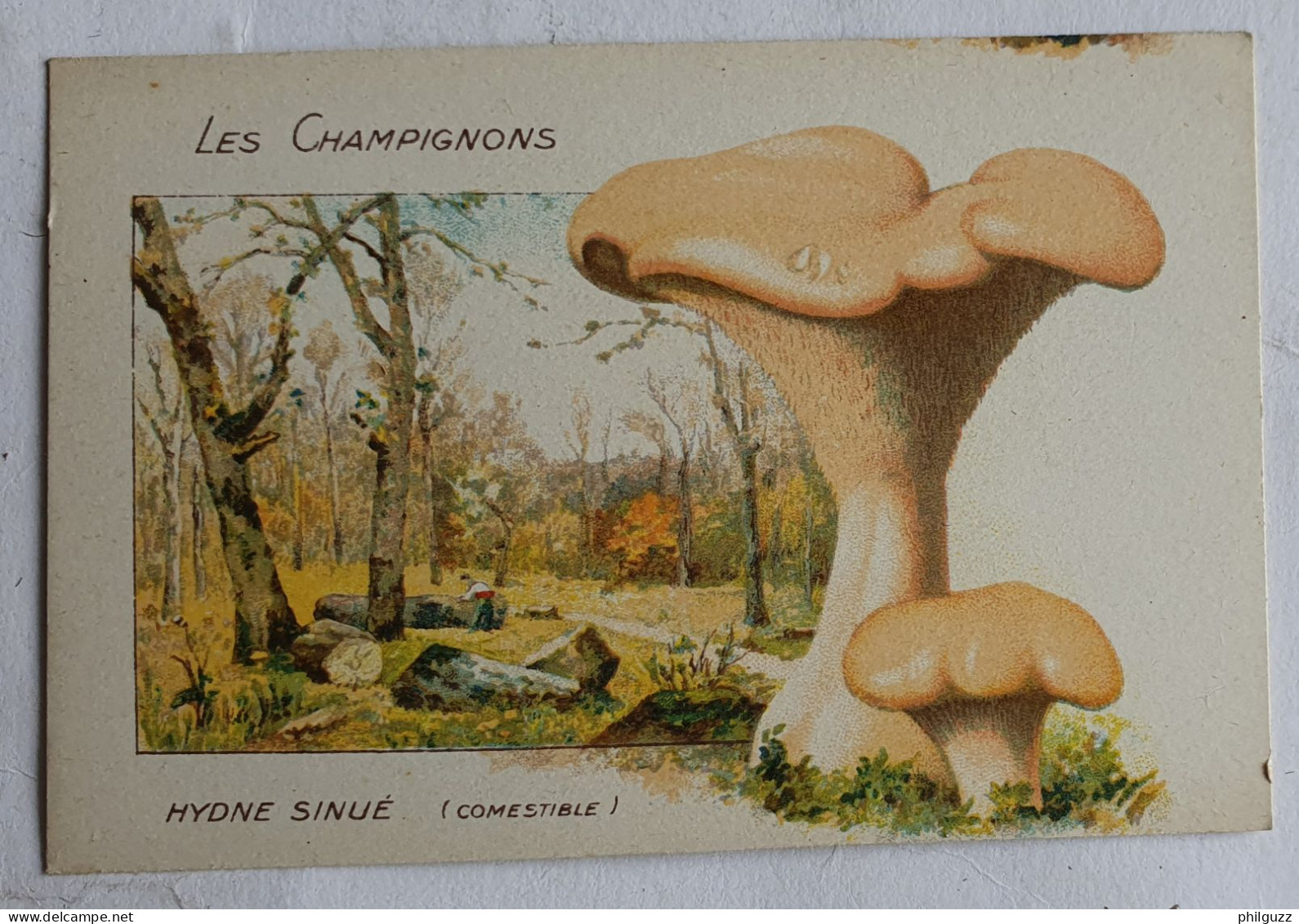 CHROMO CHAMPIGNON LES CHAMPIGNONS HYDNE SINUE - Otros & Sin Clasificación