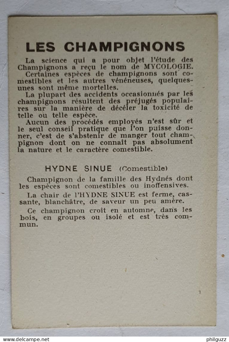 CHROMO CHAMPIGNON LES CHAMPIGNONS HYDNE SINUE - Sonstige & Ohne Zuordnung