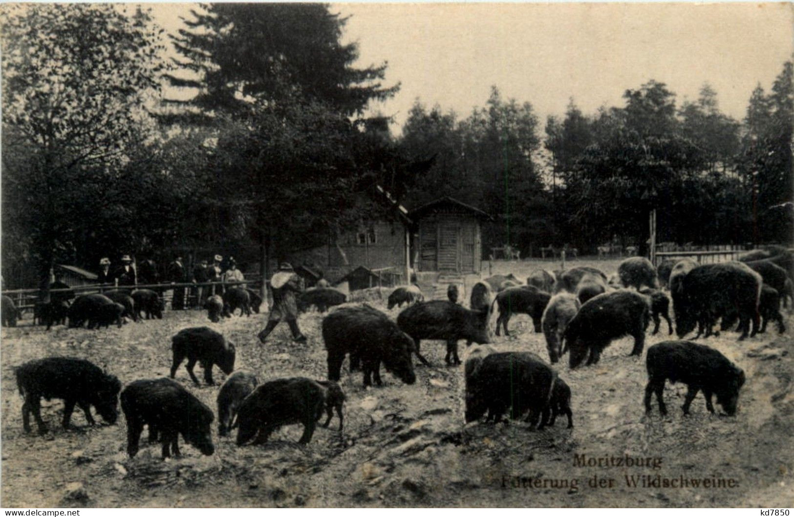 Moritzburg - Fütterung Der Wildschweine - Dresden