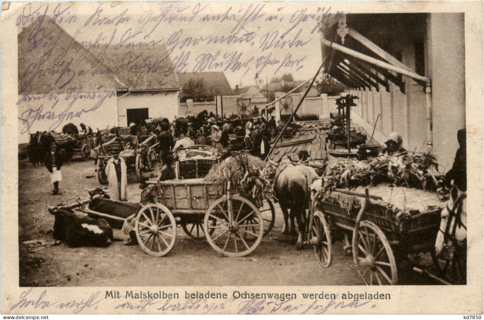 Mit Maiskolben Beladene Ochsenwagen - Feldpost - Oorlog 1914-18