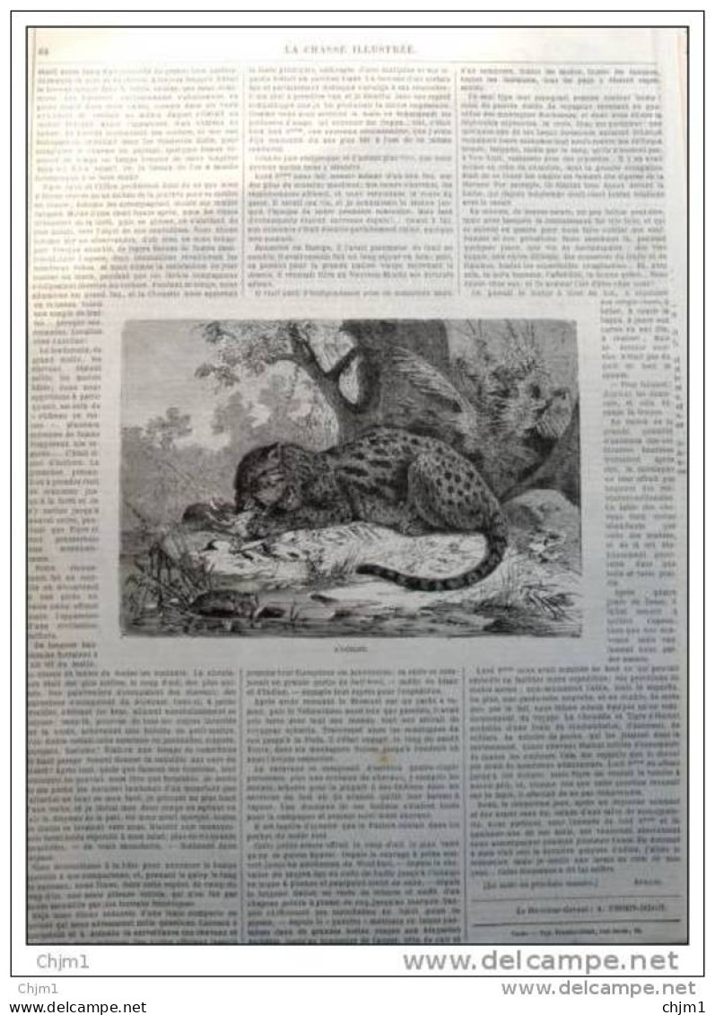 Ozelot - Ocelot - Page Original 1877 - Gravure Friedrich Specht - Estampes & Gravures