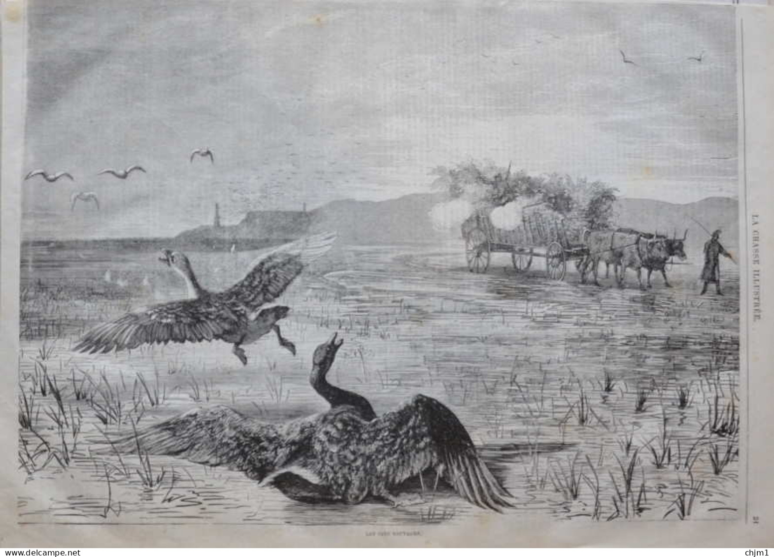 Les Oies Sauvages - Wildgänse - Gravure - Page Originale 1877 - Estampes & Gravures