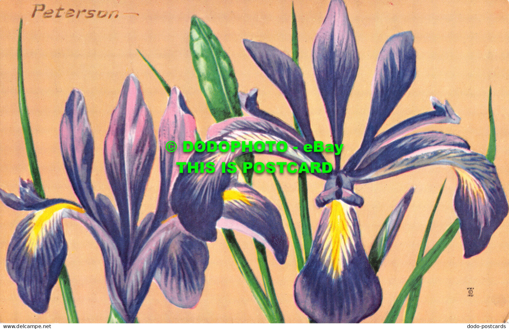 R521323 Narrow Blue Flag. Iris Prismatica. National Wildlife Federation. Wildflo - Wereld