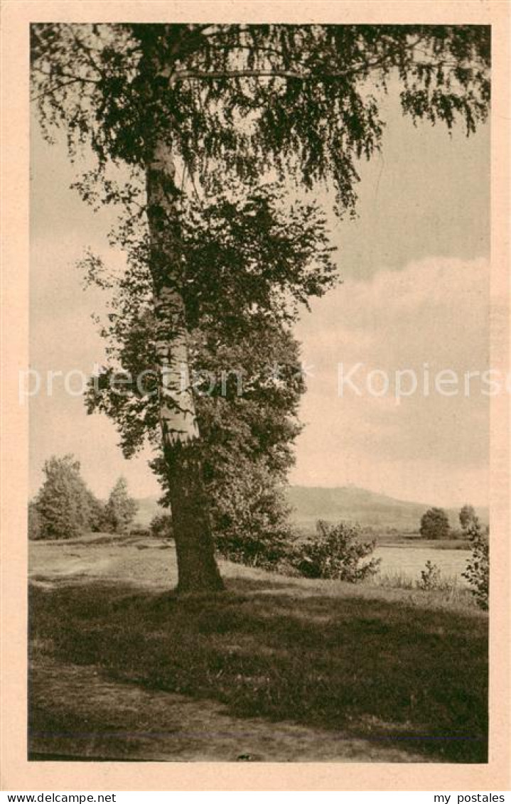 73823392 Riesengebirge_Krkonose_Karkonosze Alter Baum - Tschechische Republik