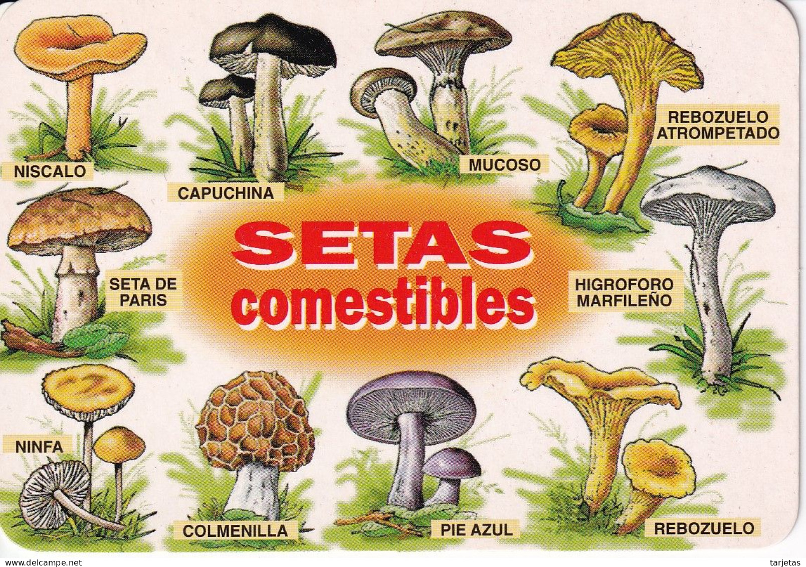 CALENDARIO DEL ESPAÑA DEL AÑO 2006 DE UNAS SETAS (CALENDRIER-CALENDAR) SETA-MUSHROOM-HONGO - Kleinformat : 2001-...