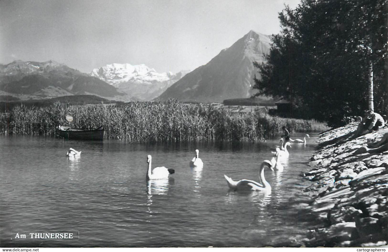 Postcard Switzerland Am Thunersee Swan - Sonstige & Ohne Zuordnung