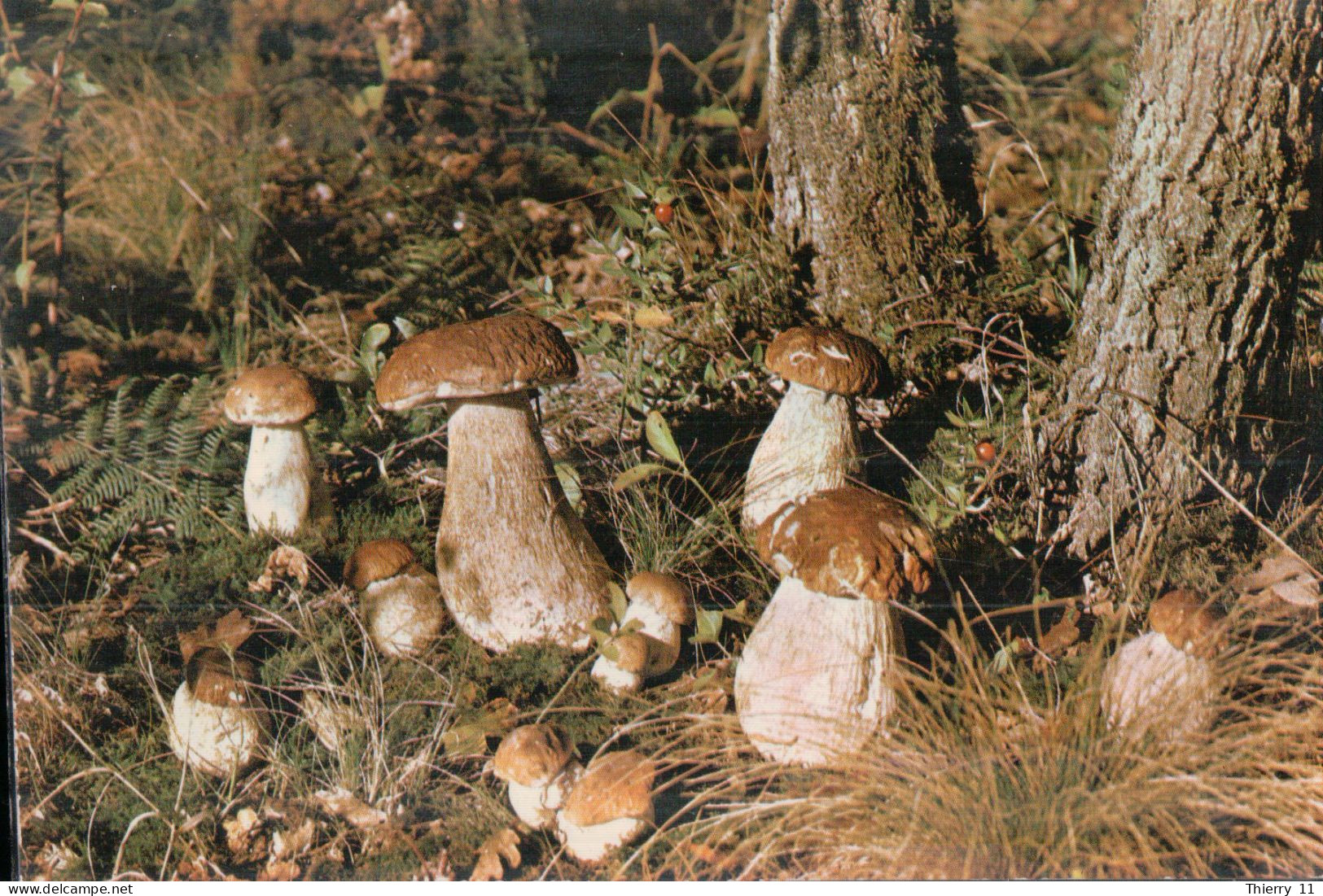 Cpsm Les Pyrénées Cueillette De Champignons Dans Nos Forêts - Champignons