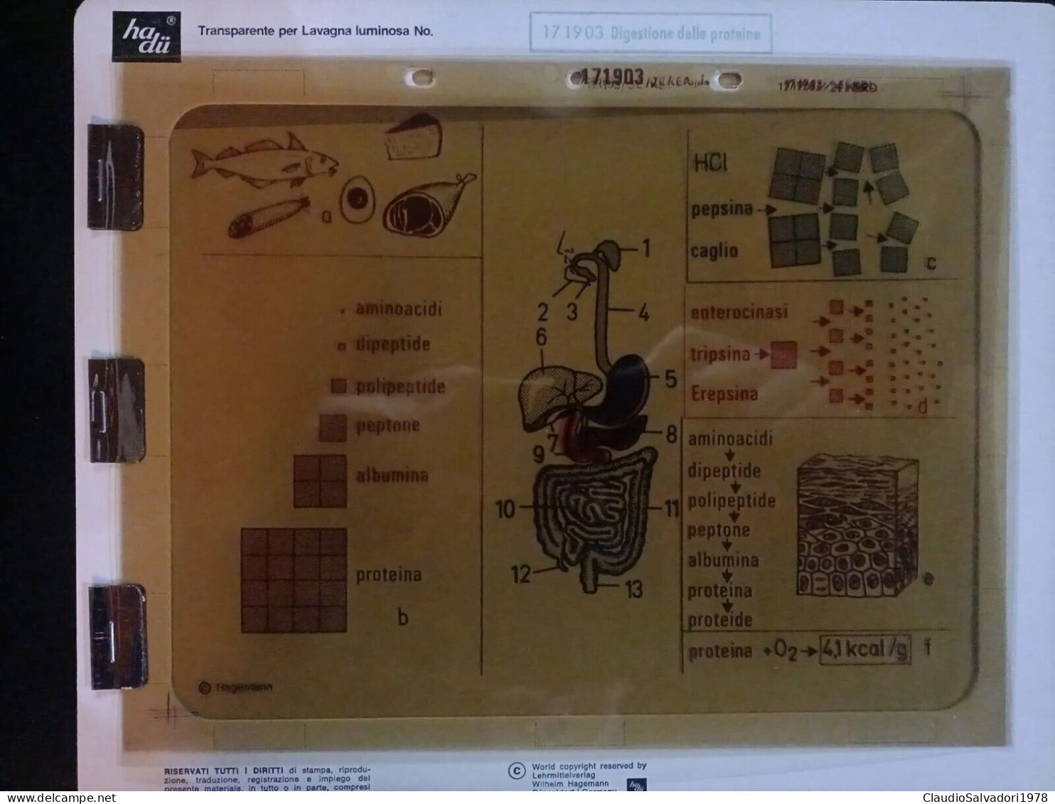 Lucido Trasparente Poster Anni 60 Hagemann Editrice La Scuola Biologia RARITÀ - Autres Plans