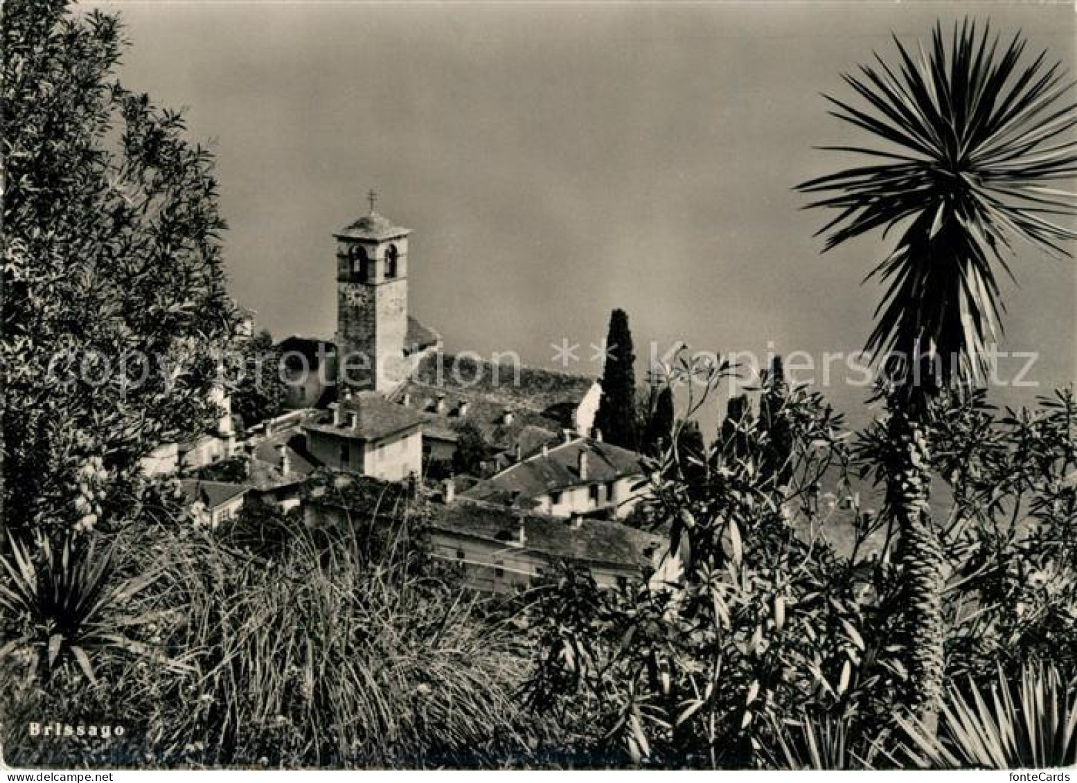 13310201 Brissago Lago Maggiore Blick Zur Kirche Palmen Brissago Lago Maggiore - Autres & Non Classés