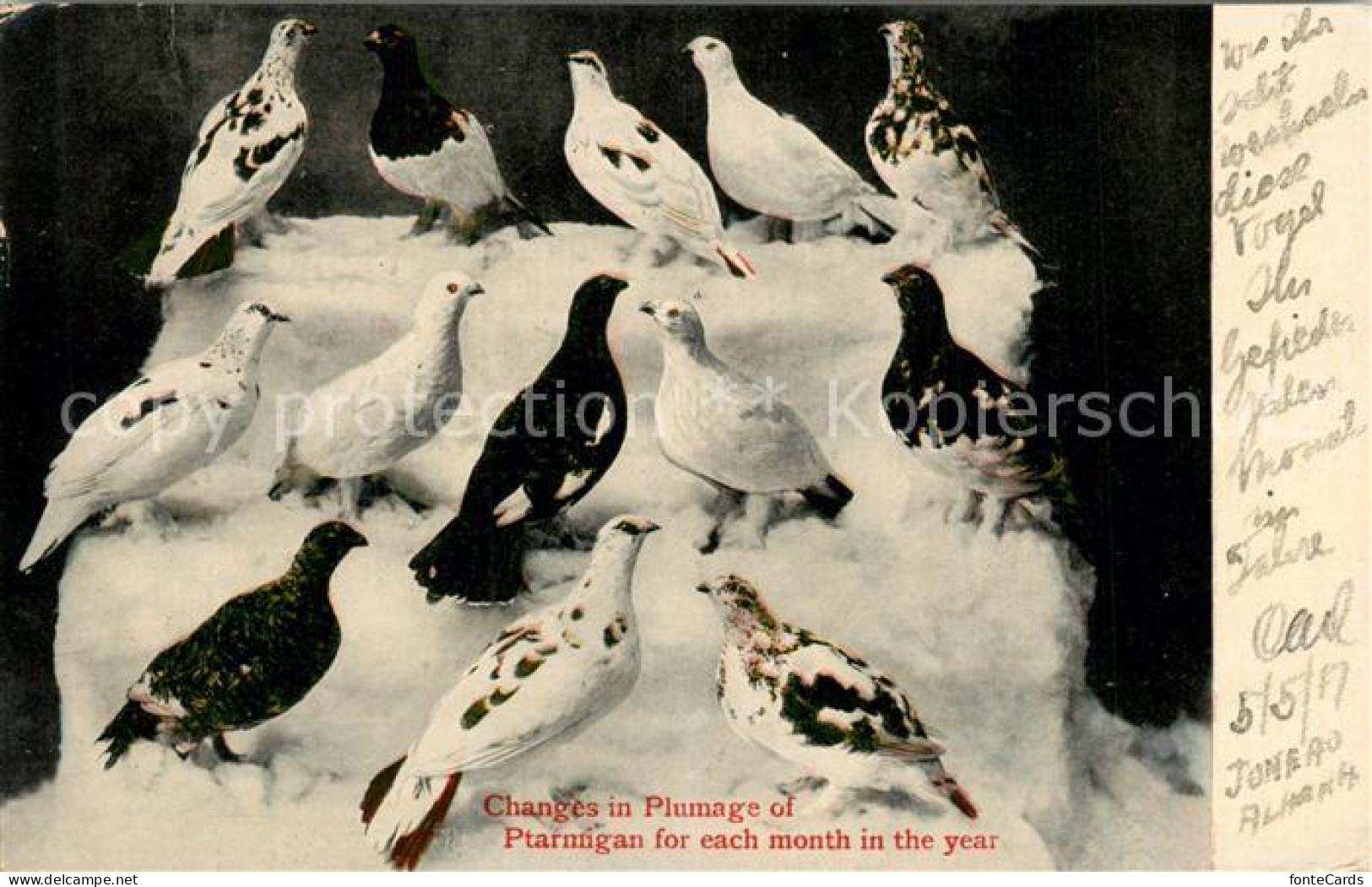 13309809 Juneau_Alaska Changes In Plumage Of Ptarmigan For Each Month In The Yea - Andere & Zonder Classificatie