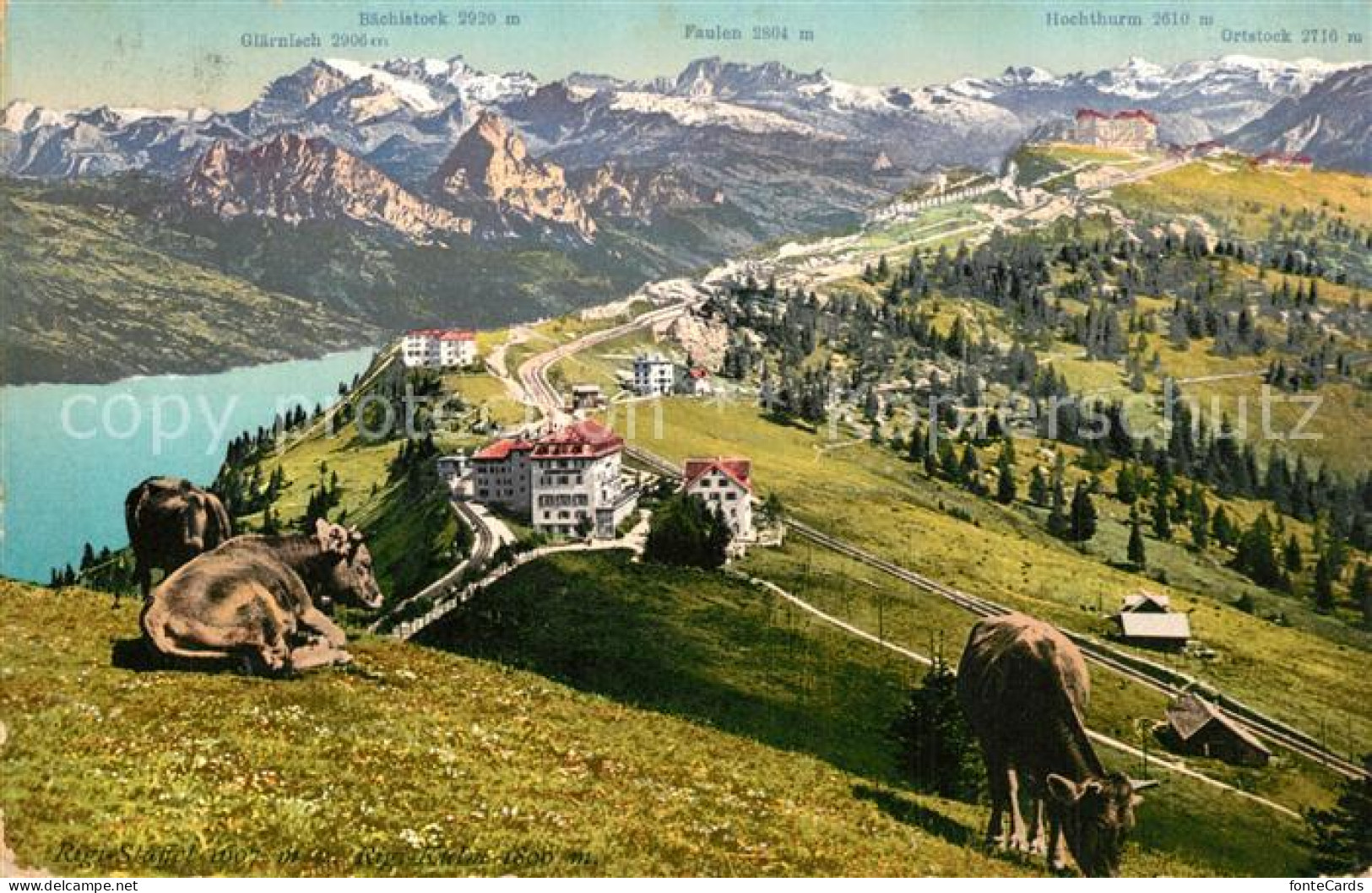 13308382 Rigi Staffel Und Rigi Kulm Berghotels Almvieh Kuehe Alpenpanorama Rigi  - Sonstige & Ohne Zuordnung