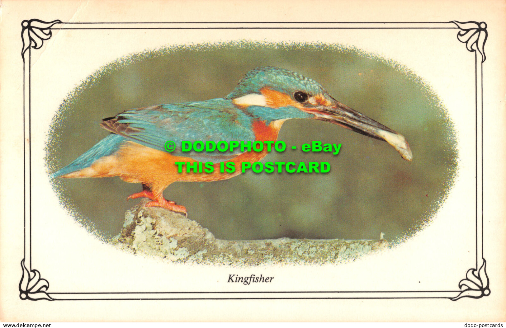 R522332 Kingfisher. Photo Precision Limited. Colourmaster International - Monde