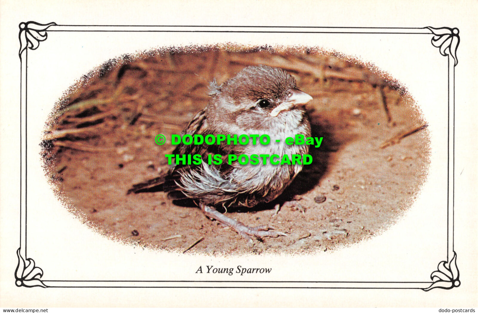 R522333 A Young Sparrow. Photo Precision Limited. Colourmaster International - Monde