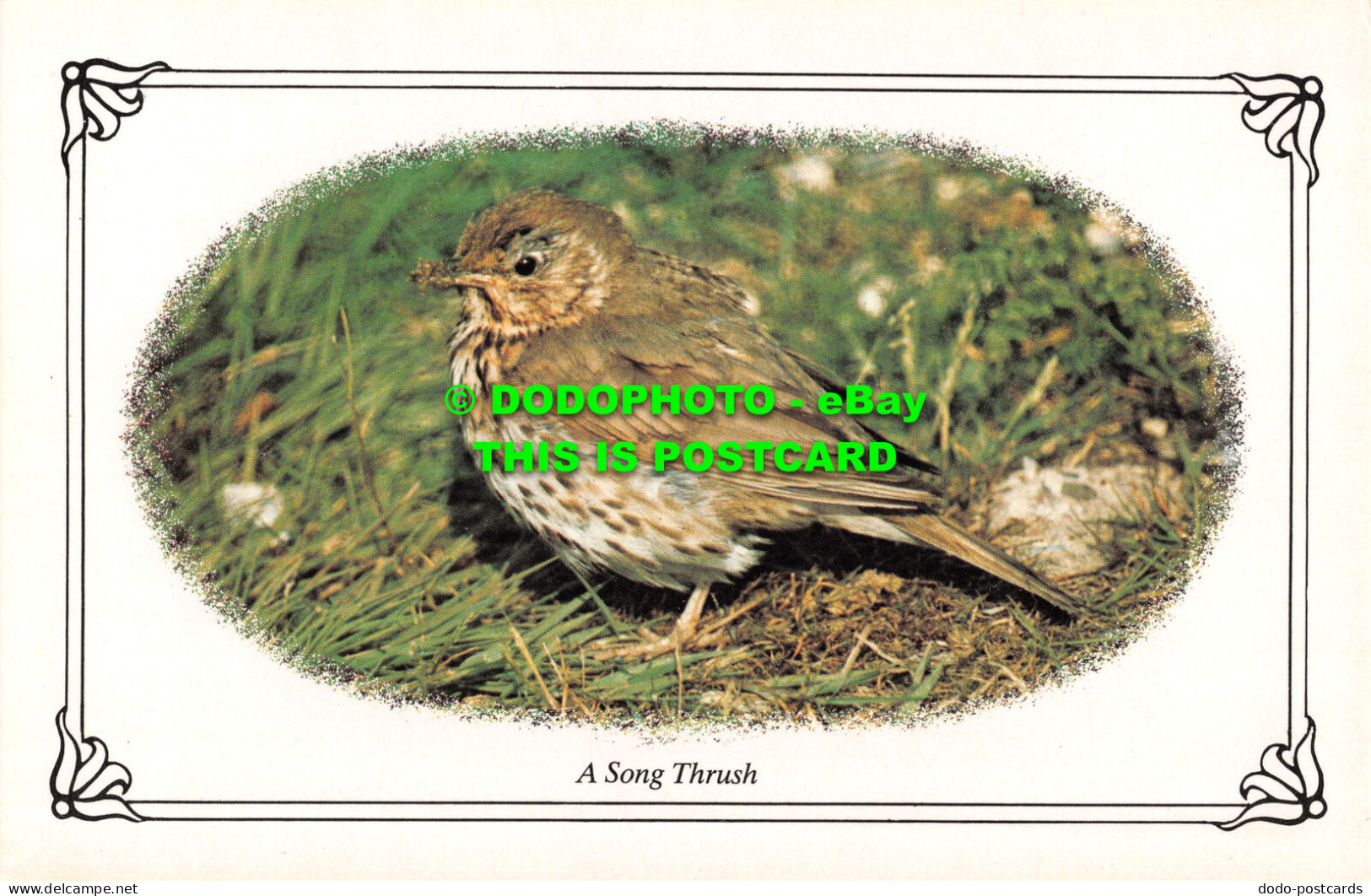 R522334 A Song Thrush. Photo Precision Limited. Colourmaster International - Monde