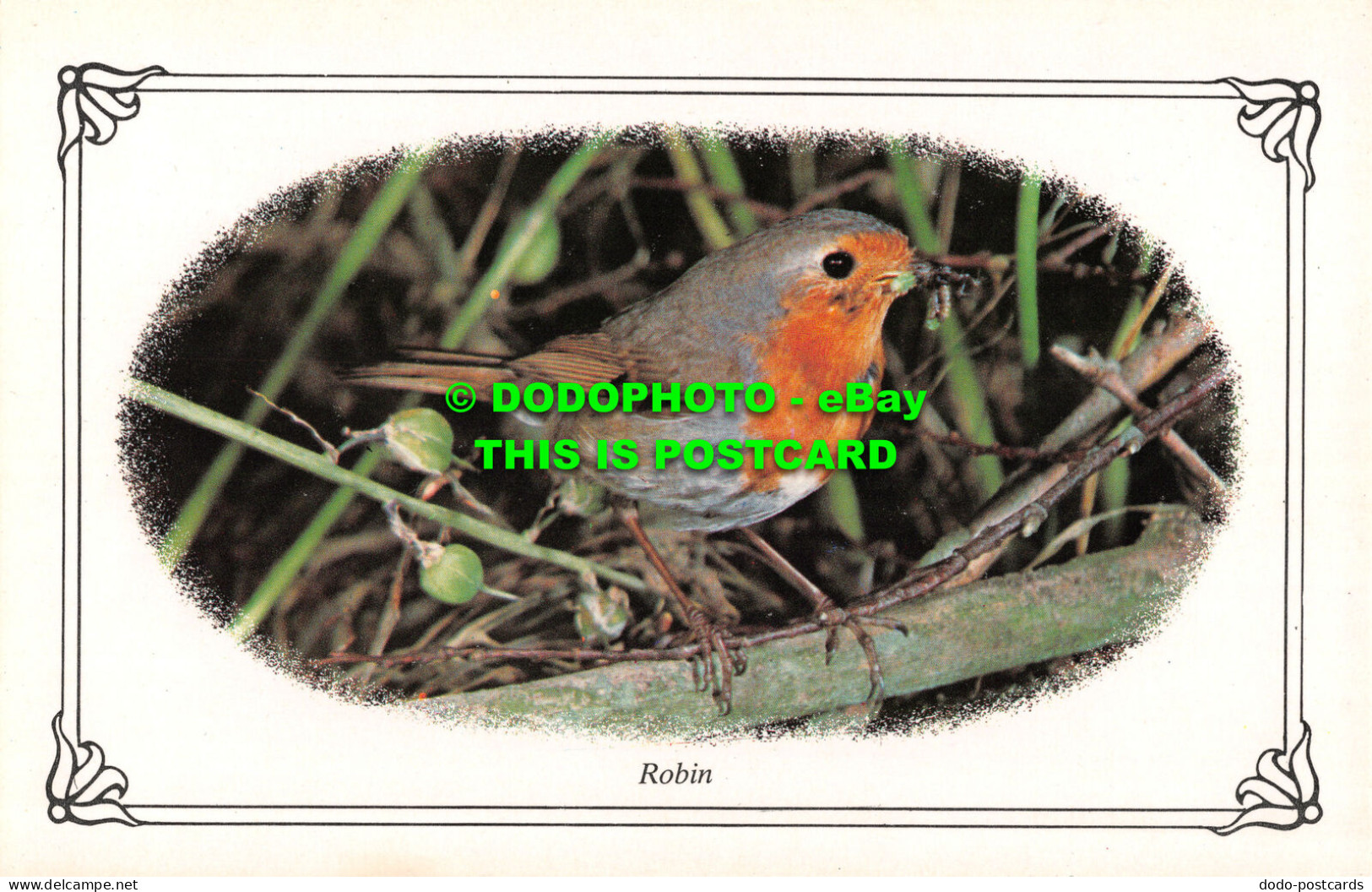 R522335 Robin. Photo Precision Limited. Colourmaster International - Monde