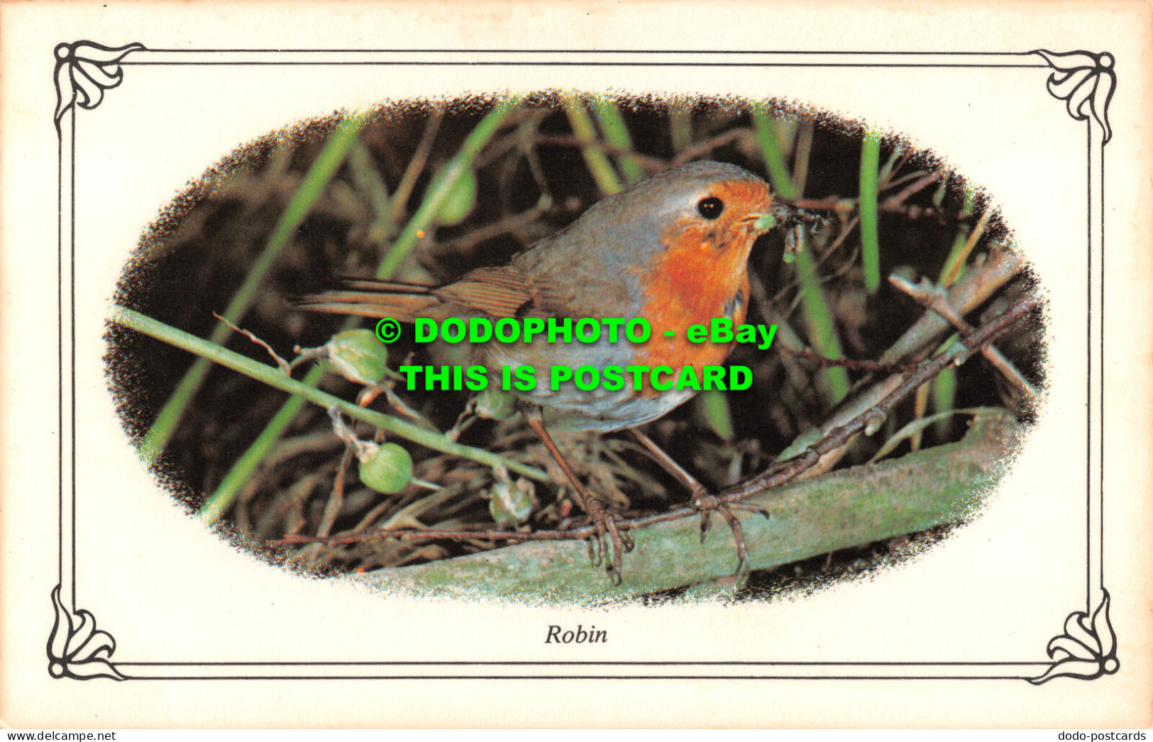 R522350 Robin. Photo Precision Limited. Colourmaster International - Monde