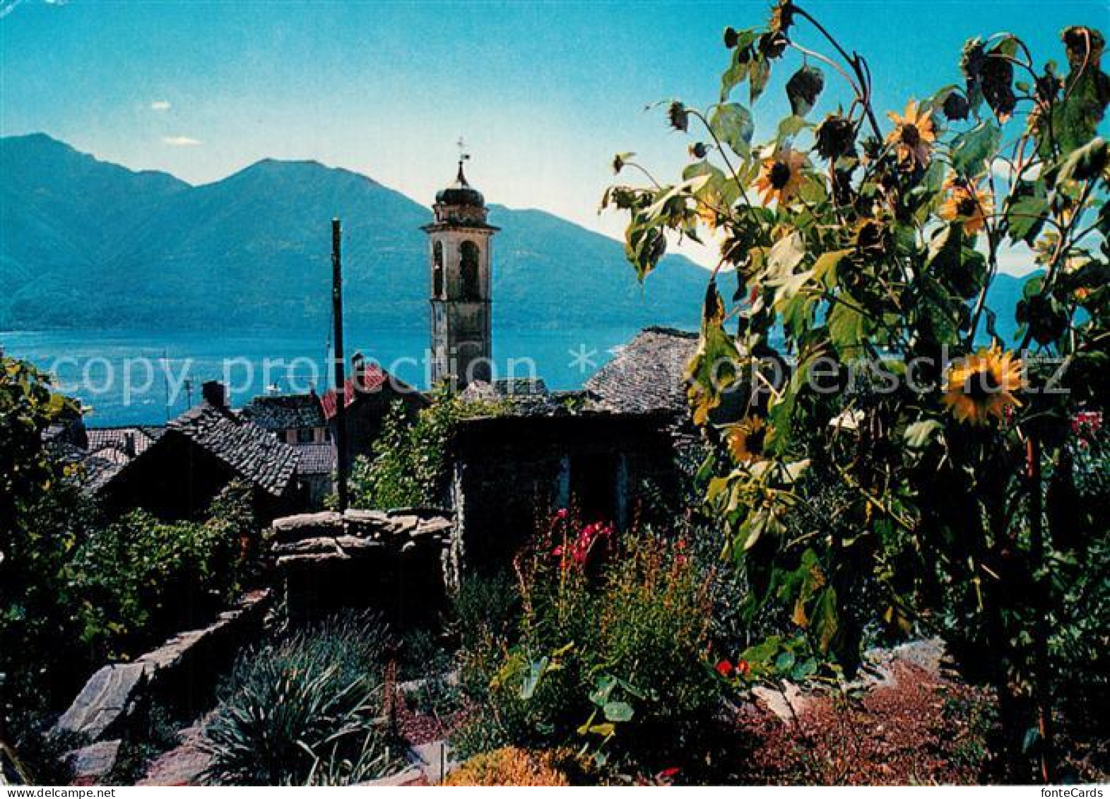 13302560 Brione Ortsmotiv Mit Kirche Sonnenblumen Blick Auf Lago Maggiore Brione - Autres & Non Classés