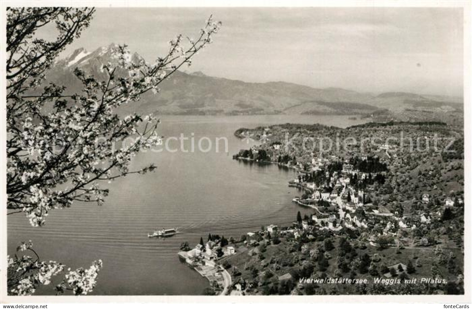 13301784 Weggis Vierwaldstaettersee Baumbluete Blick Ueber Den See Zum Pilatus W - Altri & Non Classificati