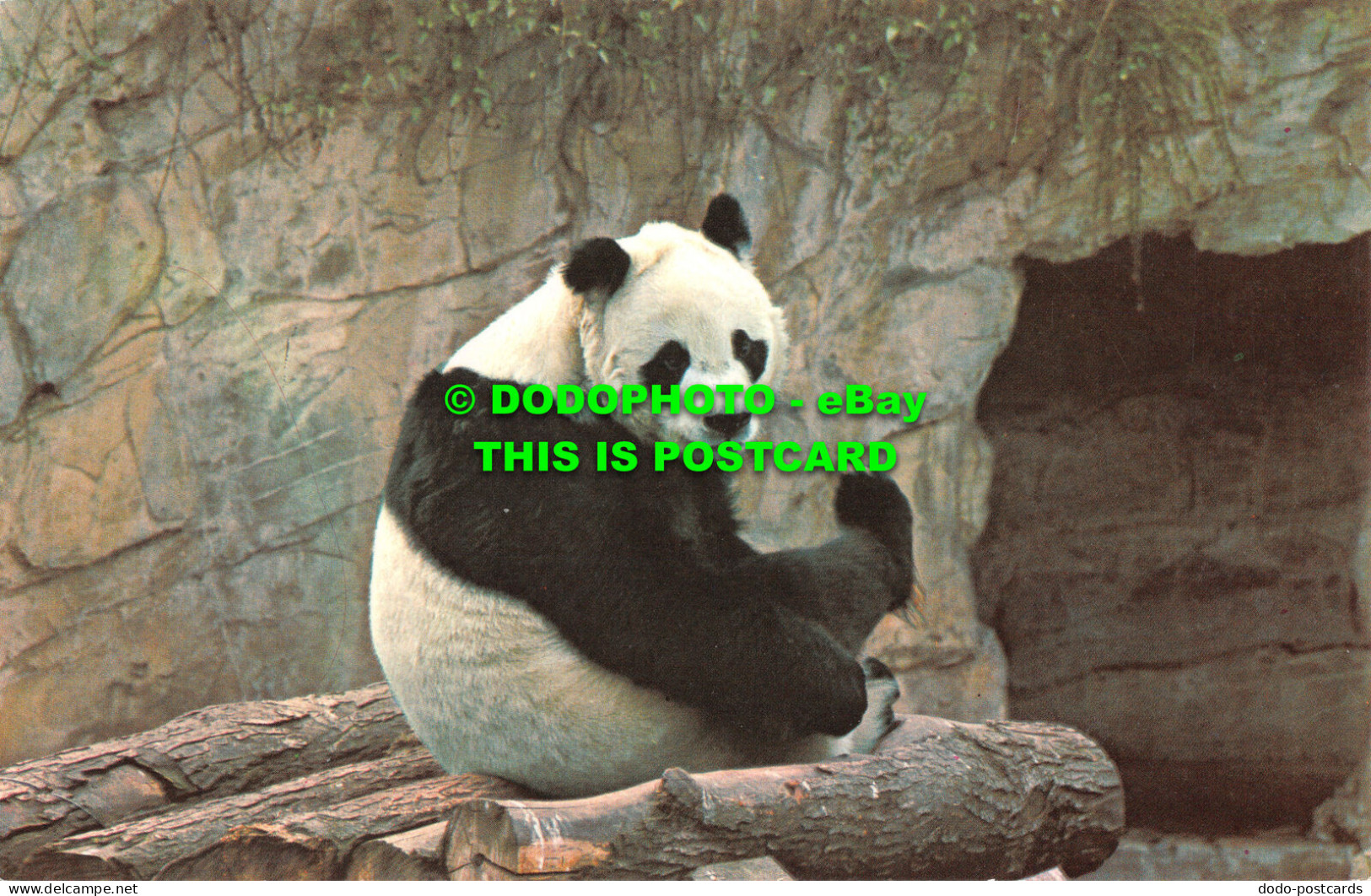 R522583 Giant Panda. Chi Chi. Zoological Society Of London. M. Lyster - Other & Unclassified