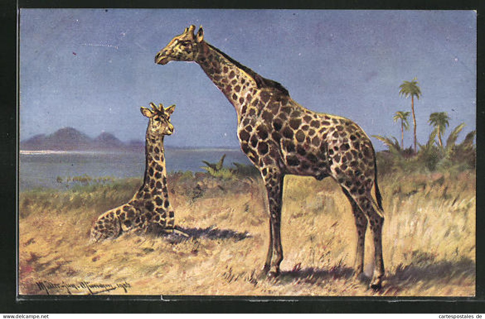 Künstler-AK M. Müller Jun.: Zwei Giraffen In Der Savanne  - Sonstige & Ohne Zuordnung