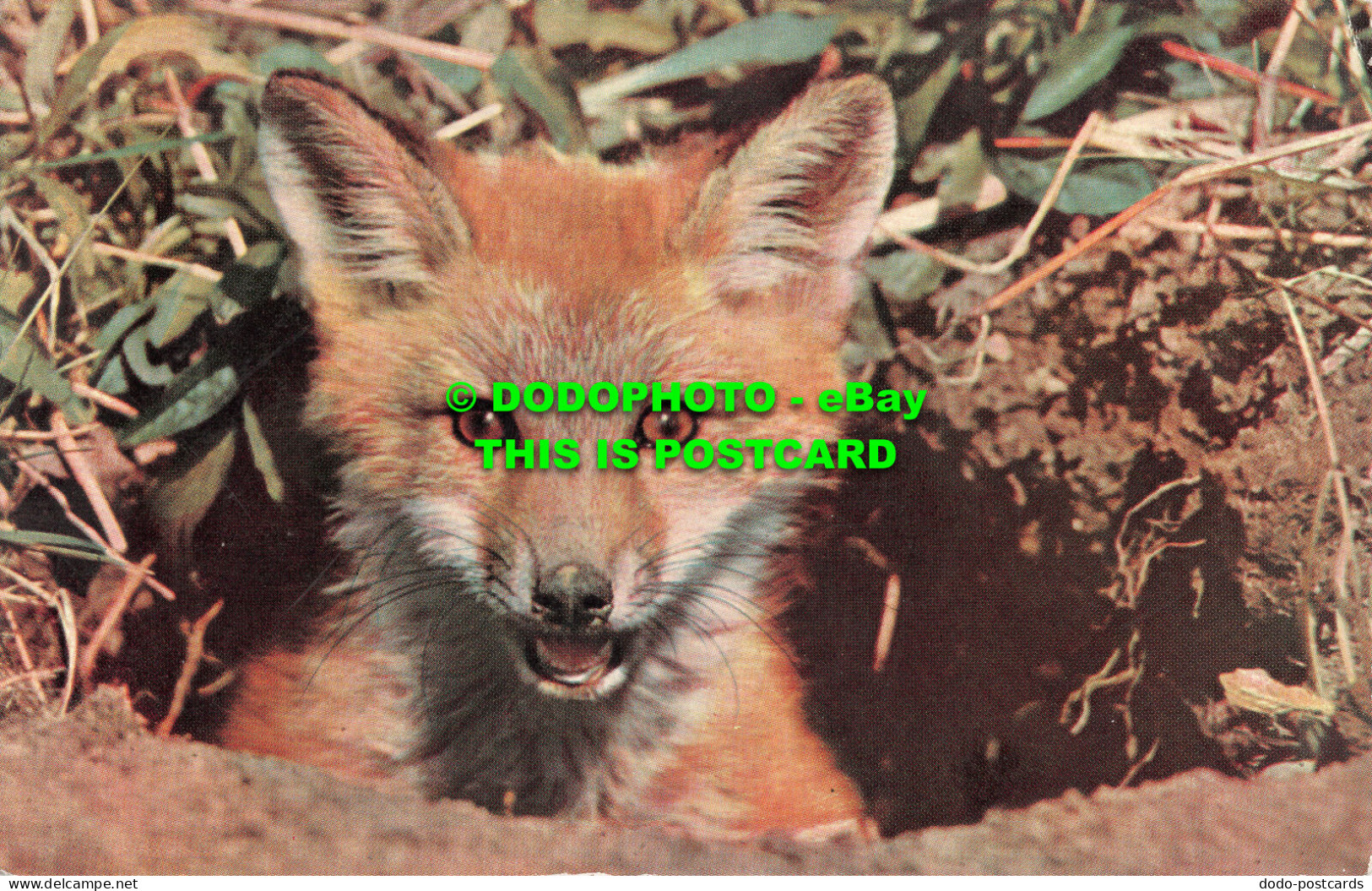 R523669 British Mammals. Fox Cub. J. Salmon - Mondo