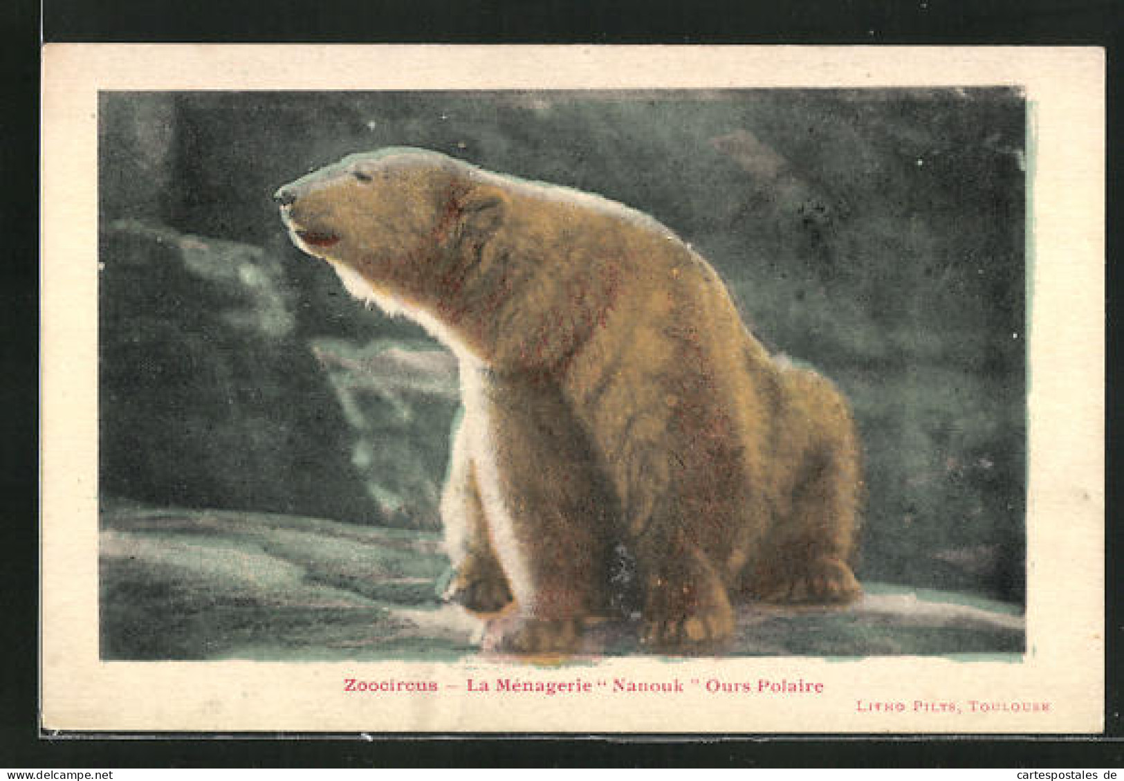 AK Eisbär Im Zoologischen Garten  - Ours
