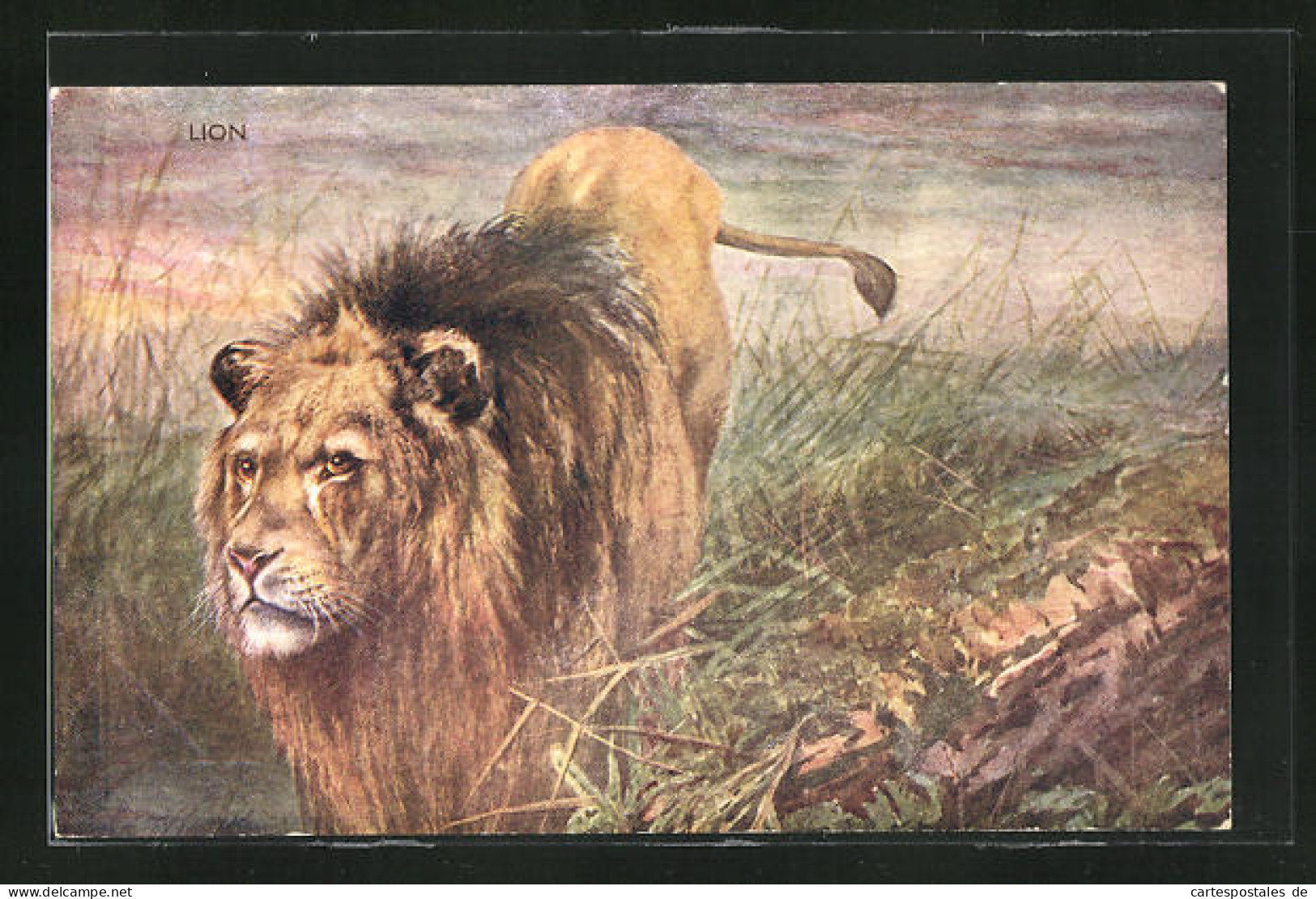 Künstler-AK Männlicher Löwe Im Hohen Gras Der Savanne  - Tigers