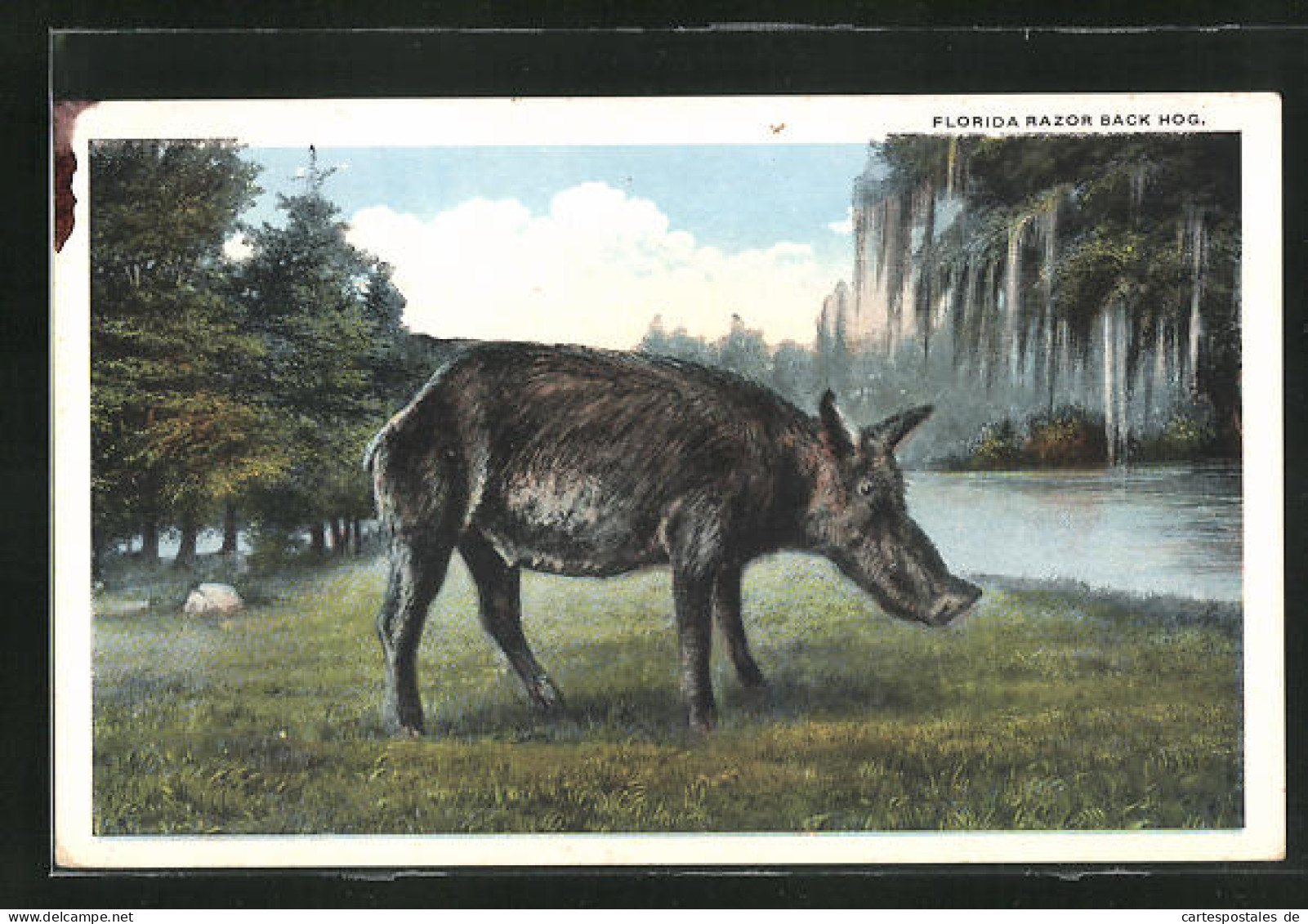 AK Florida Razor Back Hog, Wildschwein  - Maiali