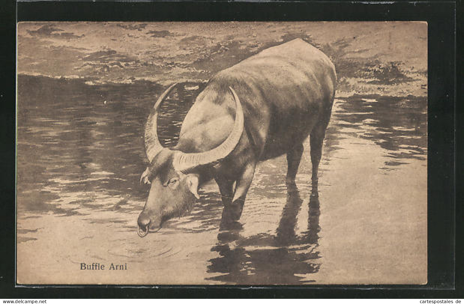 AK Buffle Arni, Wasserbüffel  - Koeien