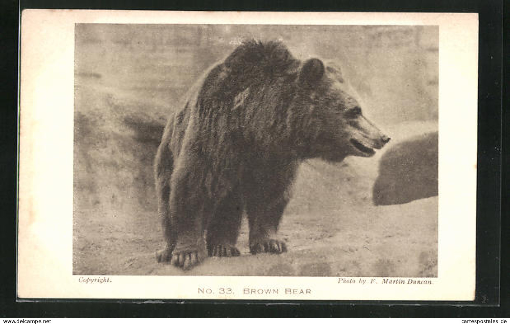 AK Brown Bear / Braunbär Im Zoo  - Ours