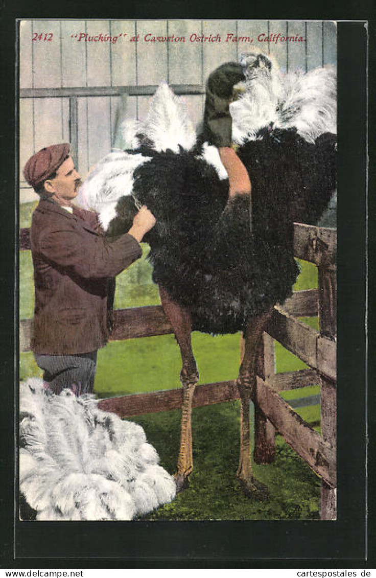 AK Plucking At Cawston Ostrich Farm, California, Strauss Wird Gerupft  - Vogels