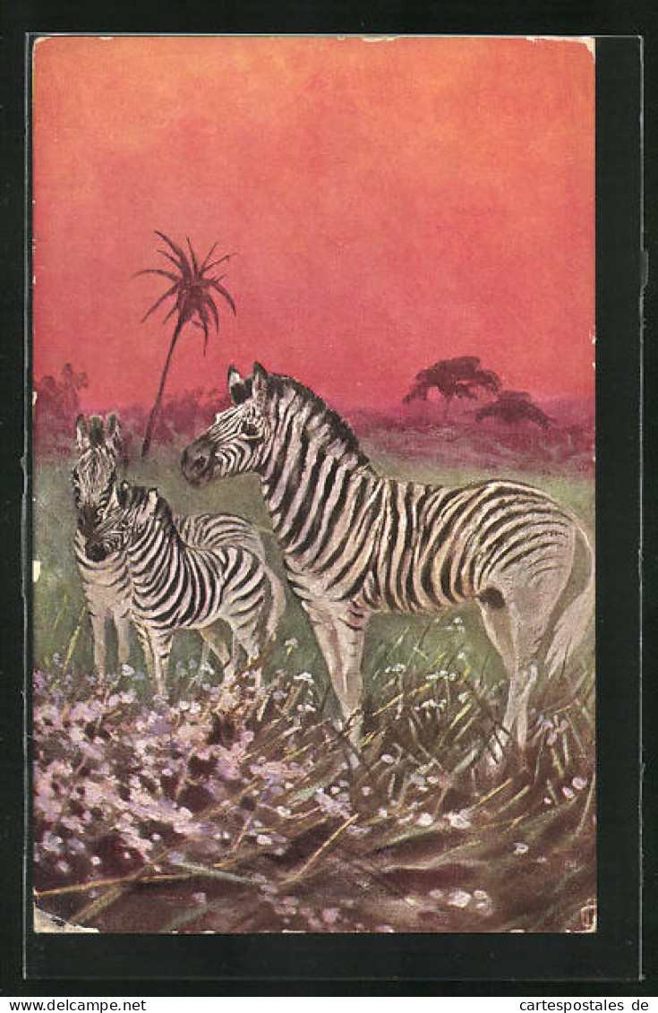 Künstler-AK Zebra-Familie Im Abendrot  - Zebra's
