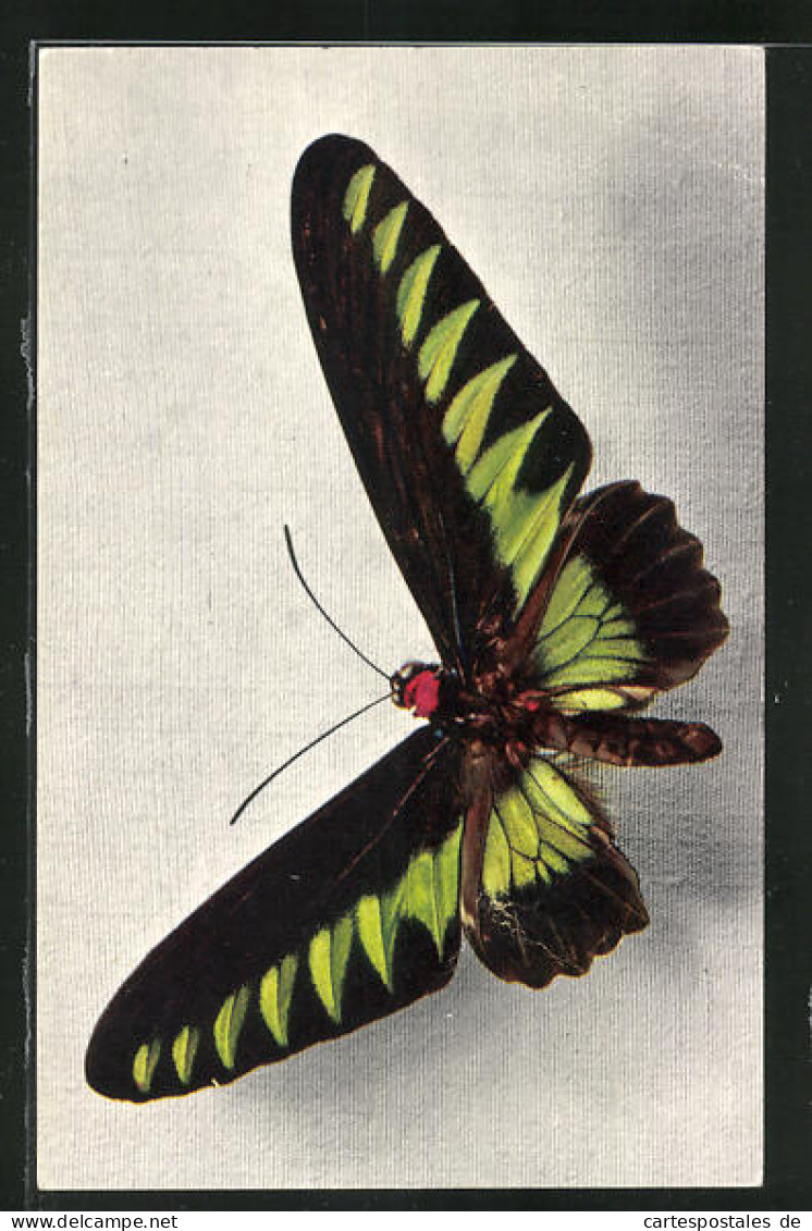 AK Schmetterling Der Art Ornithoptera Brookeana  - Insects